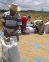 Alagoas ARROZ 02