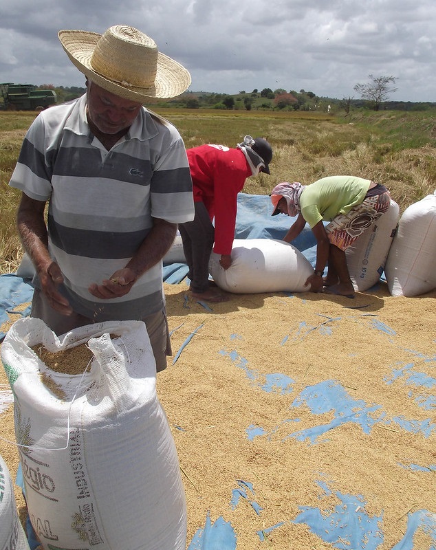 Alagoas ARROZ 02