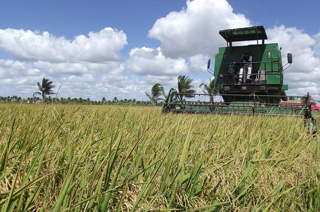 Alagoas ARROZ 01