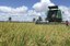 Alagoas ARROZ 01