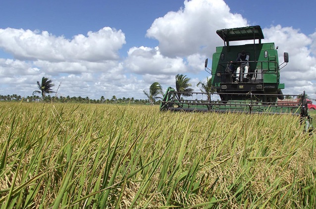 Alagoas ARROZ 01