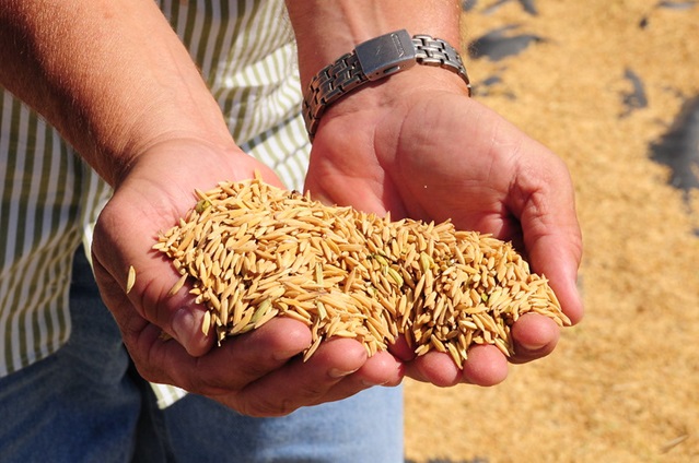 Arroz 01 2024