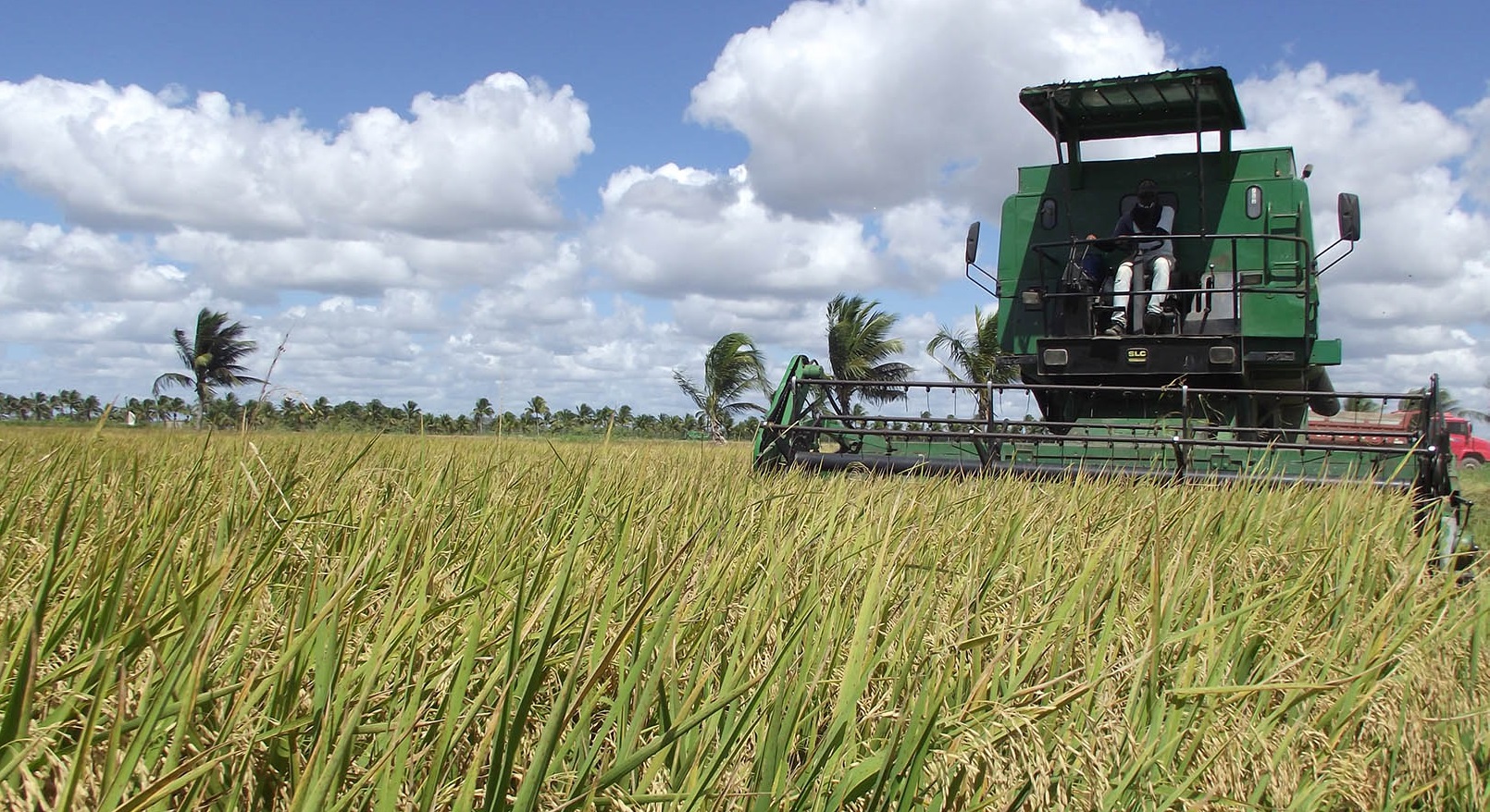 Arroz 02 2024