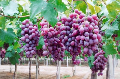 UVA ROXA