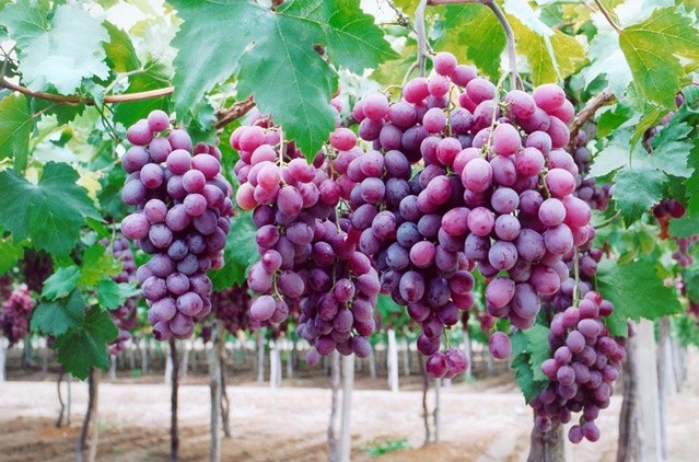 UVA ROXA